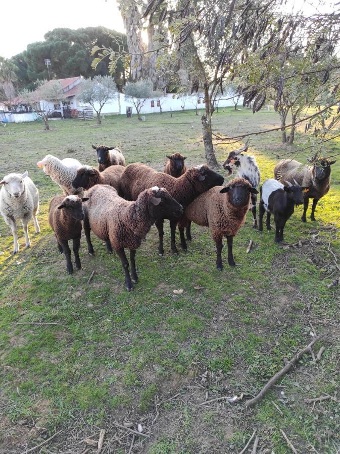 トマール Fazenda Do Maranteホステル エクステリア 写真